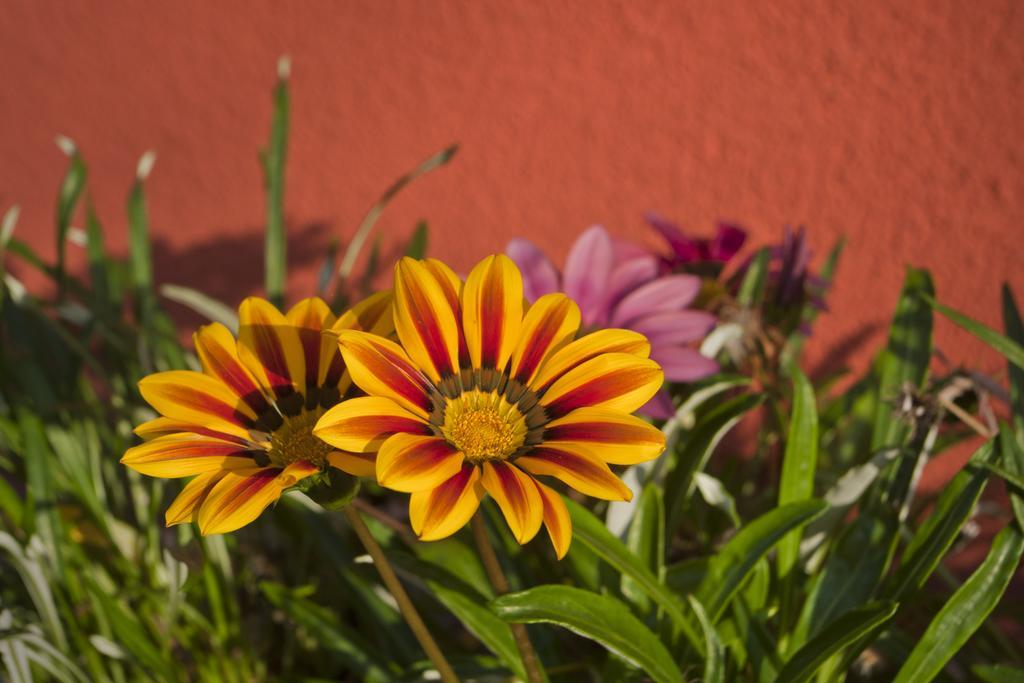 Szonyi Garden Hotel Pest Βουδαπέστη Εξωτερικό φωτογραφία